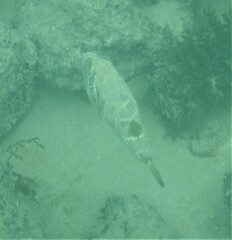 Sphoeroides annulatus