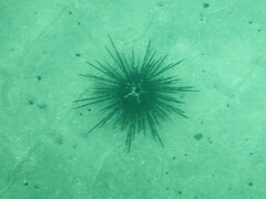 Centrostephanus coronatus