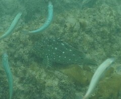 Epinephelus labriformis