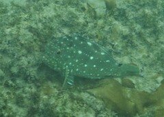 Epinephelus labriformis