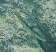 Halichoeres nicholsi
