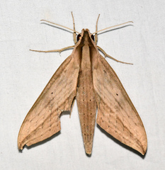 Xylophanes anubus