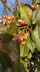 Euonymus fortunei