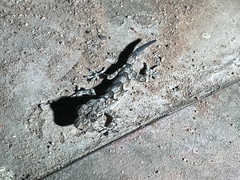 Hemidactylus leschenaultii