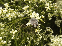 Ectinogonia buquetii