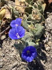 Jacquemontia abutiloides