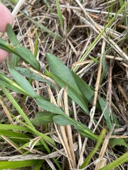 Solidago virgata