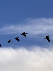 Balearica regulorum