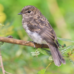 Muscicapa adusta adusta