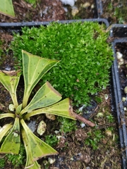 Funaria hygrometrica