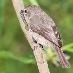 Muscicapa adusta adusta