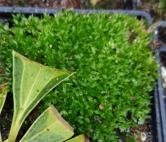 Funaria hygrometrica