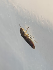 Homalodisca liturata