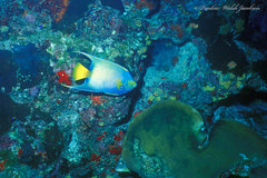 Holacanthus ciliaris