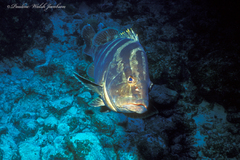Epinephelus striatus