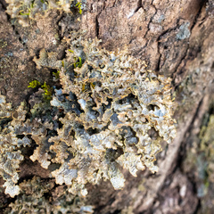 Pseudocyphellaria xanthosticta