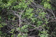 Polioptila bilineata