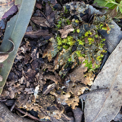Pseudocyphellaria xanthosticta