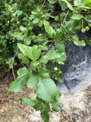 Bursera epinnata