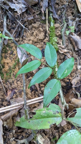 Strychnos cathayensis (Strychnos cathayensis)
