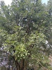 Kigelia africana
