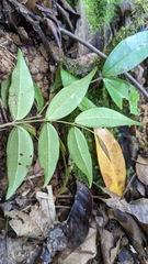 Strychnos cathayensis