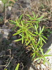 Chamaenerion dodonaei