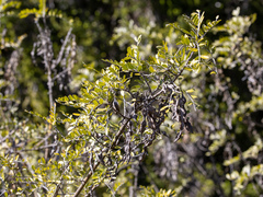 Sophora chrysophylla