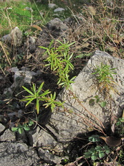 Chamaenerion dodonaei