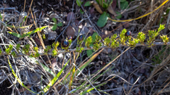 Coprosma ernodeoides