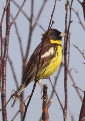Emberiza aureola