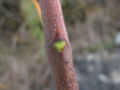 Staphylea colchica