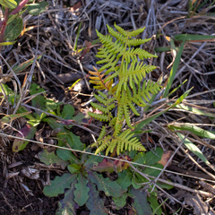 Pteridium aquilinum decompositum