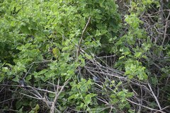 Polioptila bilineata