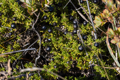 Coprosma ernodeoides