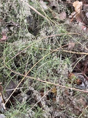 Eupatorium compositifolium