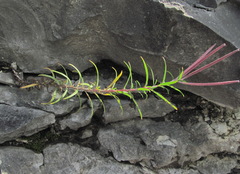 Chamaenerion dodonaei