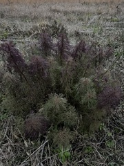 Eupatorium compositifolium