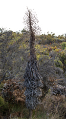 Argyroxiphium grayanum