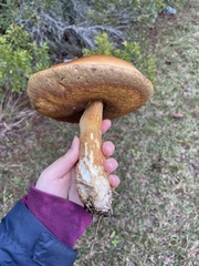 Boletus auripes
