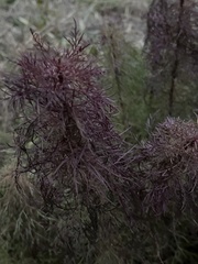 Eupatorium compositifolium