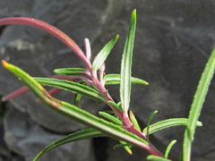 Chamaenerion dodonaei