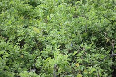 Polioptila bilineata