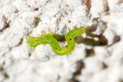 Chrysodeixis chalcites