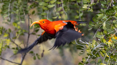 Drepanis coccinea