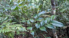 Archidendron lucidum