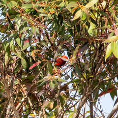 Himatione sanguinea