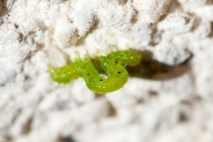 Chrysodeixis chalcites