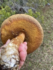 Boletus auripes