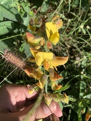 Crotalaria retusa